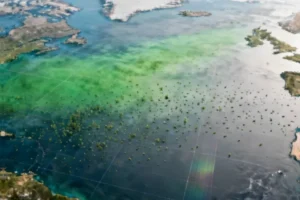 Oceanic Carbon Sink Weakening as Marine Ecosystems Face Unprecedented Stress - Professional coverage