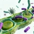 How Pathogens Hijack Plant Communication Systems to Bypass Immune Defenses