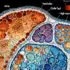 Human Heart Development Reveals Surprising Neural Architecture