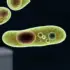 New Method Links Plant Genes to Metabolites in Single Cells